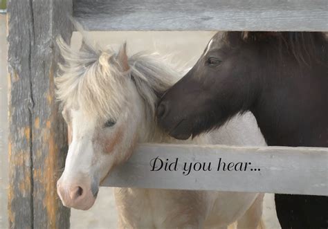 Timmins Therapeutic Riding Association - Posts Facebook