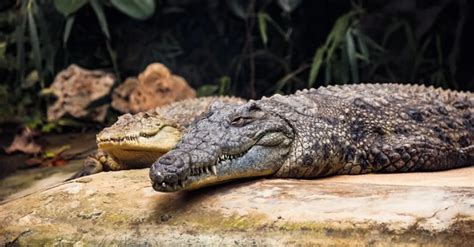 Timsahlar Wikiwand articles. 