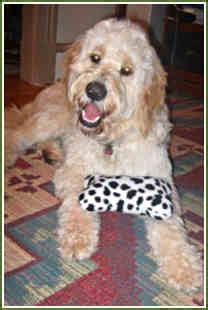 Timshell farm goldendoodles. Oct 29, 2017 - Discover (and save!) your own Pins on Pinterest. 