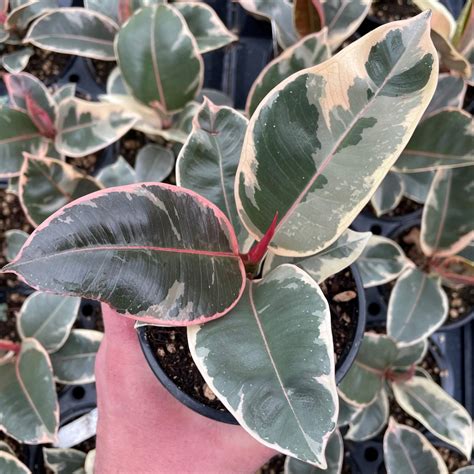 Tineke ficus. Ficus elastica 'Tineke' (Variegated Rubber Tree Plant) ... Features striking reddish-pink tones on the outside of the green and cream foliage, and the sheath at ... 