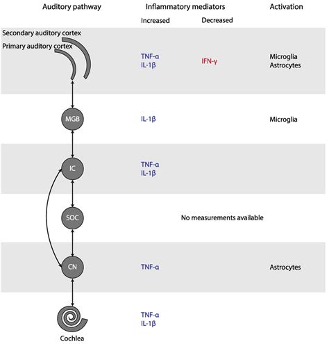Tinnitus vanished.  But microscopic inflammatory residue that disrupts ...