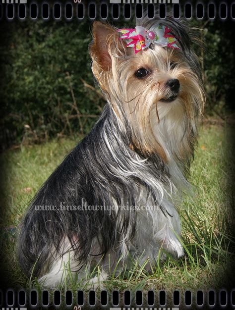 Tinseltown yorkies. Tinseltown Yorkies Actresses/ Females. top of page. Home. About. Cast Members. Actors (Sires) Actresses (Dams) Available. Payments. Puppy Application/ Contracts ... 