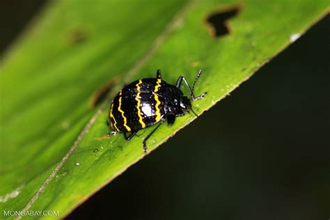 Tiny Bug With Zigzag Pattern