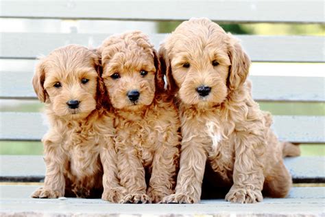 Tiny Goldendoodle Puppies For Sale