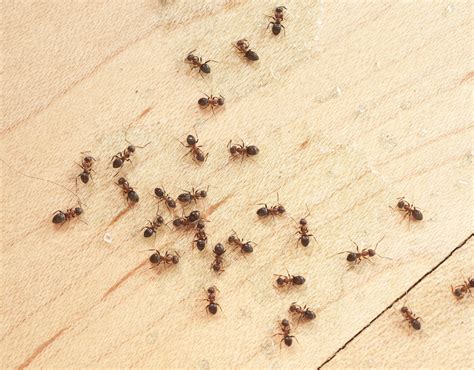 Tiny ants in house. Ants are one of the most common household pests that can be incredibly annoying and difficult to get rid of. While there are many chemical solutions available in the market, they c... 