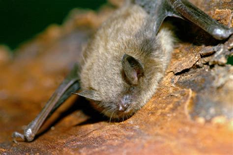 Tiny bats in Vermont provide ‘glimmer of hope’ against fungus devastating species