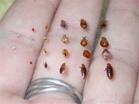 Tiny bed bugs. Bed bug photos can be helpful in identifying the insects in your home. Bed bugs change in appearance based on where they are in their life cycle. They range from pin sized white eggs to small light brown nymphs to full grown bed bugs. Pictures are also shown of what bed bug remains and other signs look like on surfaces … 