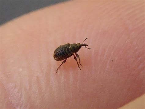 Tiny beetles in house. six. Brown, winged, nocturnal; call an exterminator. Household insect identification. Pixabay.com. Bed bugs hide in beds and bite humans to feed on their blood. 1. Bed Bugs. Bed bugs used to be a problem strictly for the southern US, but in the past few years, these irritating pests have spread north as far as Canada. 