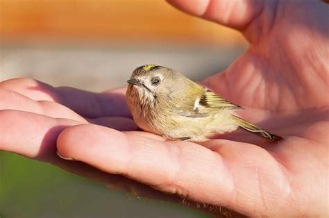Tiny bird. Things To Know About Tiny bird. 