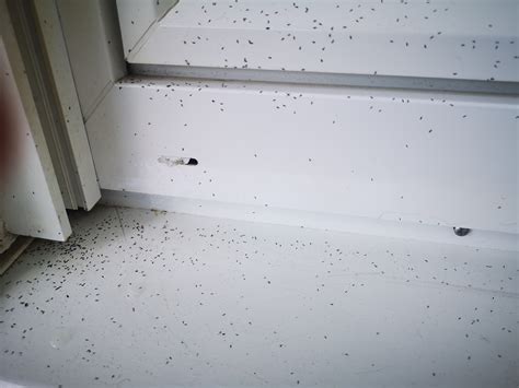 Tiny black bugs in window sill. Dead ants on windowsill If you’ve got a house, or even a room, with a window sill that’s covered in dead ants—well, it’s a problem. A dead ant can be an annoyance on a window sill. Not only does it look ugly, but it’s also a potential hazard. The question is, how do you remove […] 