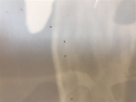 Tiny brown bugs in bathtub DIY Home Improvement Forum