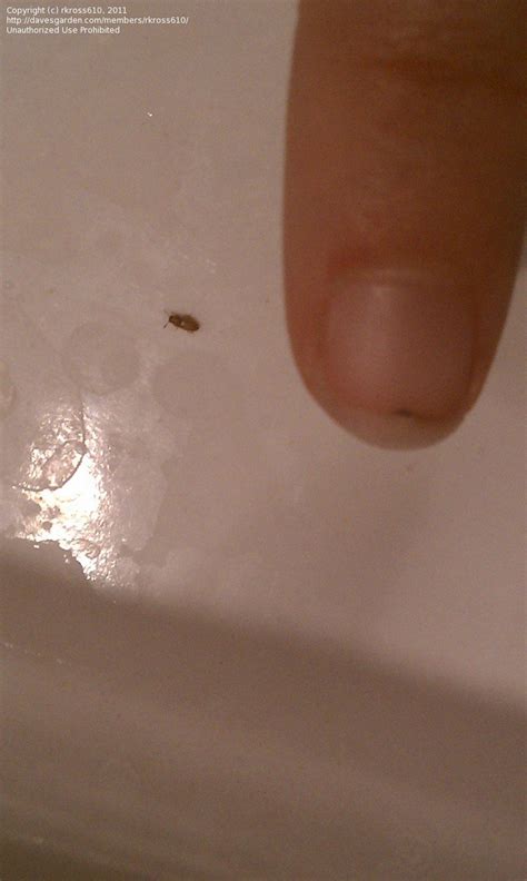 Tiny bugs in bathroom. Jun 11, 2014 · If you’ve seen tiny little jumping bugs in your kitchen, bathroom or any place in your home, you probably have a springtail problem. These insects are really tiny- about 1/16 of an inch long. They are wingless and if you are capable of catching one and getting a good look at it, you’ll notice it is grayish purple and its elongated body is ... 
