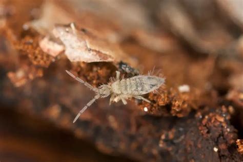 Tiny bugs in houseplant soil. These tiny arthropods do important work within the houseplant soil, including breaking down the organic matter within the soil and acting as a supportive decomposer that ends up supporting the ... 