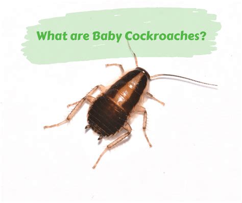 Tiny cockroaches. Things To Know About Tiny cockroaches. 