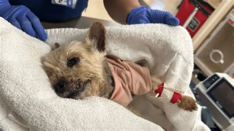 Tiny dog recovering after being kicked by homeless man 