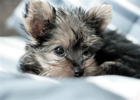 Tiny dog rescue uk.  Dogs for Adoption & Foster All the dogs on this pa...