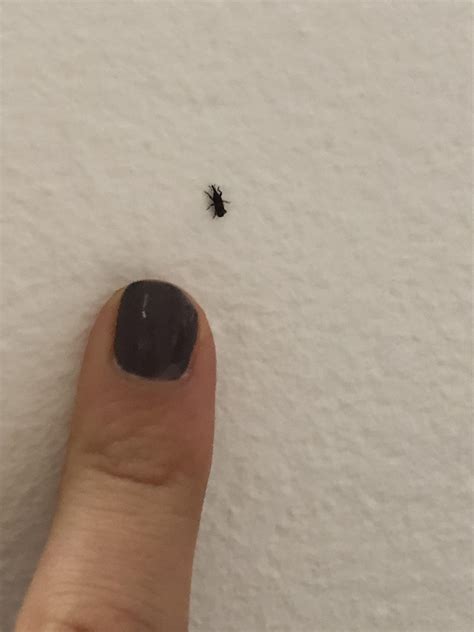 Tiny house bugs. 7 days ago ... Do you have a carpet beetle infestation? Carpet beetles are small, oval-shaped insects that can cause severe damage to bedding, clothes, ... 