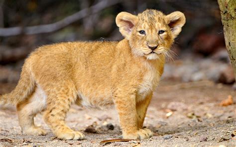 Tiny lions. Things To Know About Tiny lions. 
