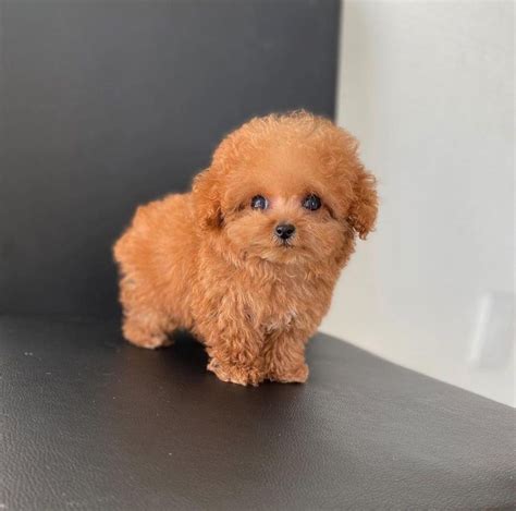 Customer: I found a website with teacup poodles for sale and wonder if they are legit before I send any money. The prices ($800.) are very low for tiny poodles and that is a little scary for me. They say they have full CKC registration too. They are located in Whitehorse, Yukon, Canada. Their shipping is also very cheap.