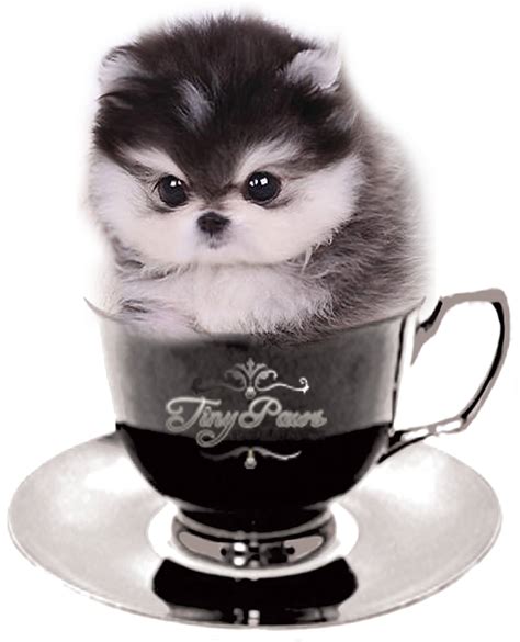 Tiny Paws Teacup Puppy Boutique 18545 W.Dixie HWY Aventura FL 33180. 305-934-7889 mytinypaws@gmail.com . 