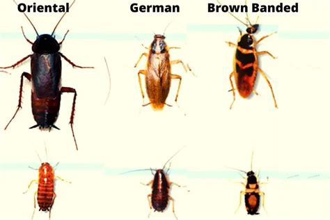 Tiny roaches. If there is plenty of food, American cockroaches can develop from egg to adult in as little as 5½ months. More Information. The American cockroach is also ... 