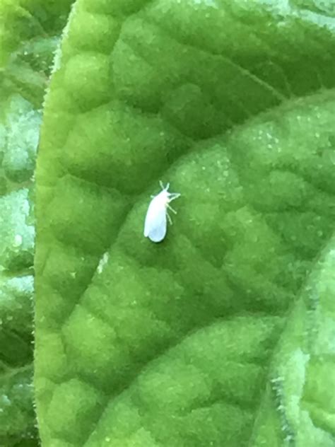 Tiny small white bugs. These are 100% grain mites. When the population reaches critical mass, they start spreading out from wherever they were at. It's a known issue ... 