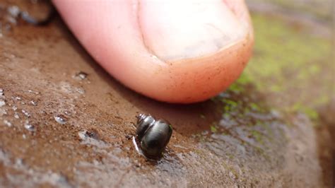 Tiny snail thought to be extict found accidentally in Tasmania