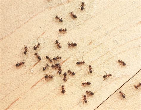 Tiny sugar ants. The Argentine ants prefer the sugar-based diet and enter your house by following the sweet scent of sugar-based food items. Odorous House Ants in Bathroom. The odorous house ants are tiny brown or black ants, commonly found inside residential areas. They are drawn to your house by following food trails or due to harsh weather … 