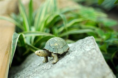 Tiny turtle. Things To Know About Tiny turtle. 