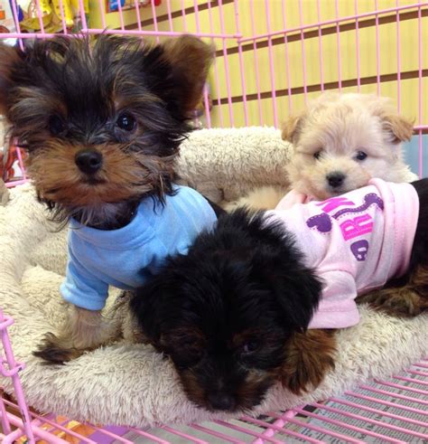Tiny tykes puppies photos. Things To Know About Tiny tykes puppies photos. 