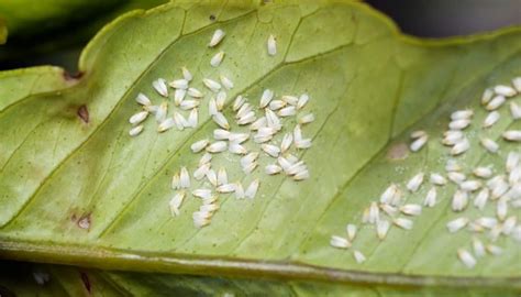 Tiny white bug. White scale insects are tiny white fuzzy bumps that look like specks of lint or minuscule rice grains. Some scale insects have a soft, white cottony appearance. … 