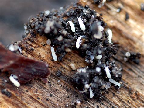 Tiny white bugs. Check for live bugs as well as “tiny brownish, blackish red spots,” which may be undigested blood or feces No more bedbugs: The best pest control … 