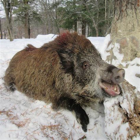 Tioga Boar Ranch is the largest big game hunting ranch on the east coast. We offer a wide selection of hunts including pure Russian black boar, red boar, elk, red stag, whitetail deer, buffalo, rocky mountain ram, and more.. 