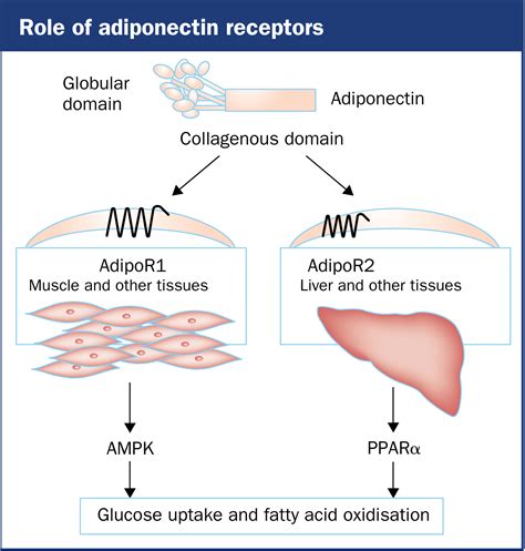 Tip Adiponectin and Muscle Growth