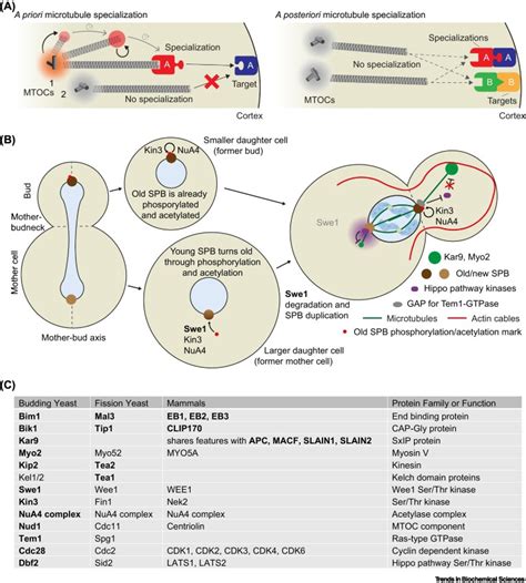 Tip Specialization Cycles for Stubborn Muscles