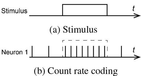 Tip The Truth About Rate Coding