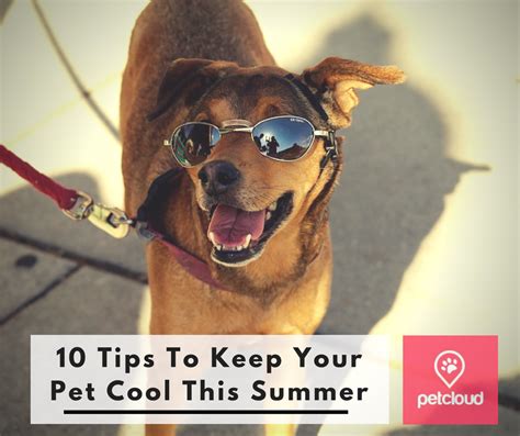 Tips: Keeping your pets cool during hot Texas summers