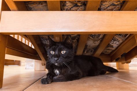 Tips To Stop Your New Cat from Hiding - FELIWAY Shop