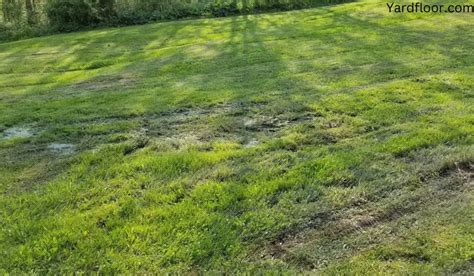 Tips and Recommendations for muddy lawn... : r/NoLawn - Reddit