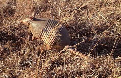 Tips for Managing Nuisance Armadillo Oklahoma State …