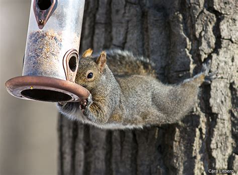 Tips for Outwitting Squirrels