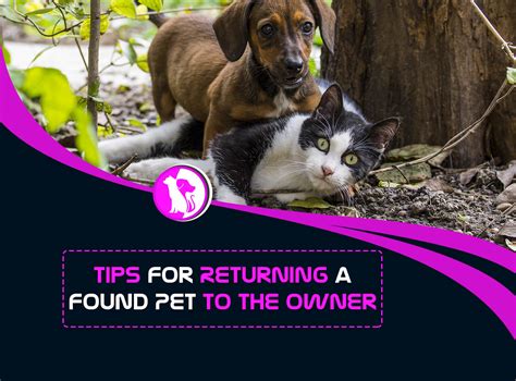 Tips for Returning a Found Pet to the Owner