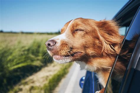 Tips for a Stress-Free Road Trip With Your Dog - FirstVet