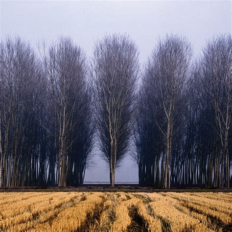 Tips from a Pro: Using Trees for Dramatic Landscape Photography