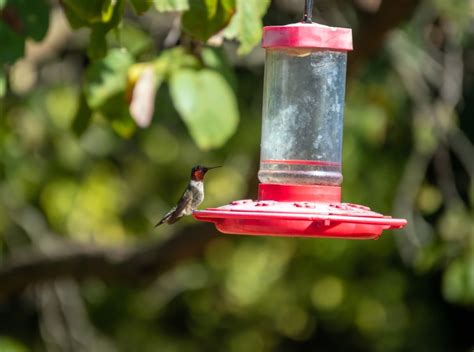 Tips on attracting and feeding hummingbirds in Kansas, Missouri
