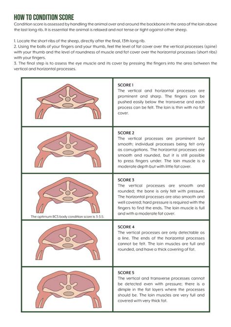 Tips on body condition scoring ewe lambs - Farmers Weekly