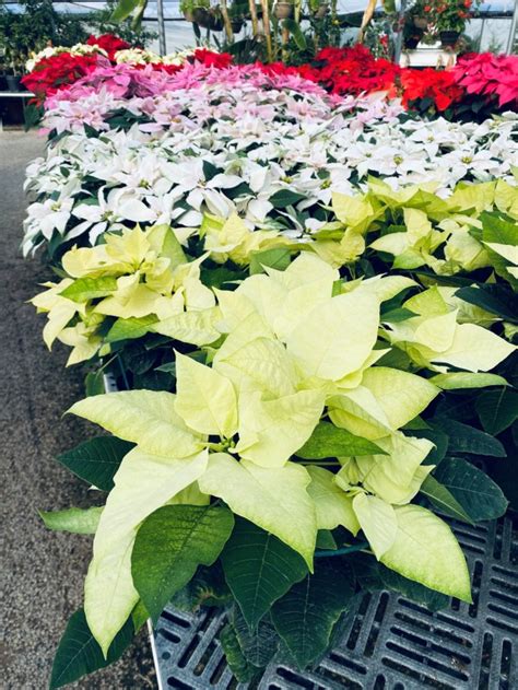 Tips on preserving your poinsettias, Christmas cacti and other holiday greenery