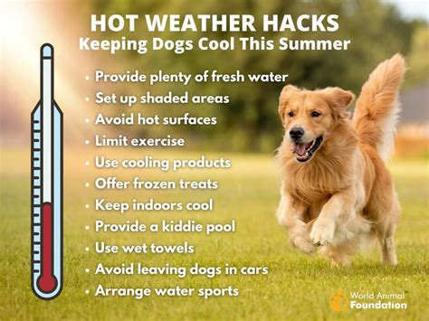 Tips to keep dogs cool in a heatwave YOU Magazine