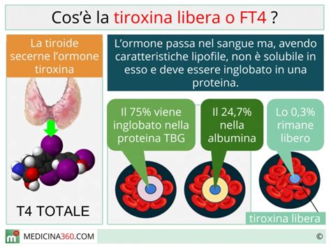 Tiroxina nel Sangue - T4 Totale, T4 Libero - My …