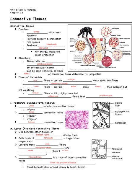 Tissue Test Answer Anatomy Key
